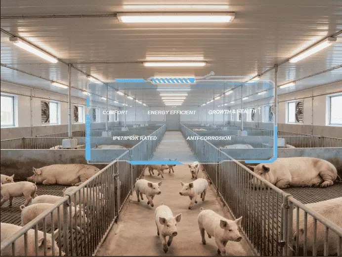 LED-Beleuchtung für Schweinestall (3)